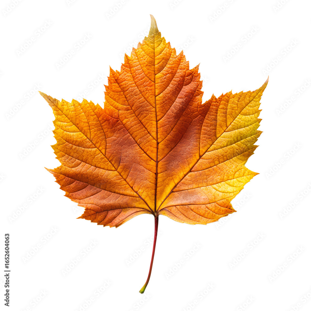 Fototapeta premium A vibrant orange maple leaf, isolated on transparent background, captures the essence of autumns beauty and the changing seasons, showcasing natures colorful display