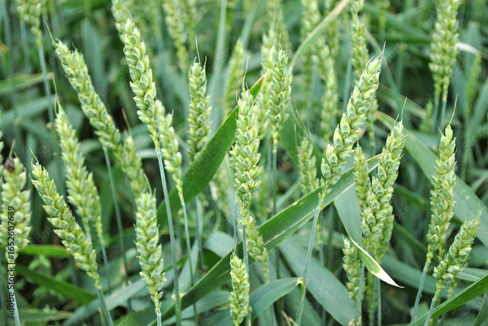 Fototapeta premium green wheat field