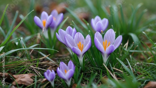 Wallpaper Mural Close-up of vibrant crocus blossoms amidst green grass Torontodigital.ca