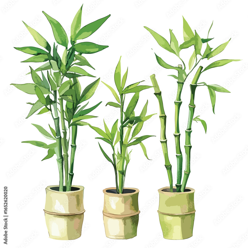 Obraz premium Three bamboo plants in bamboo pots watercolor style with vibrant green leaves