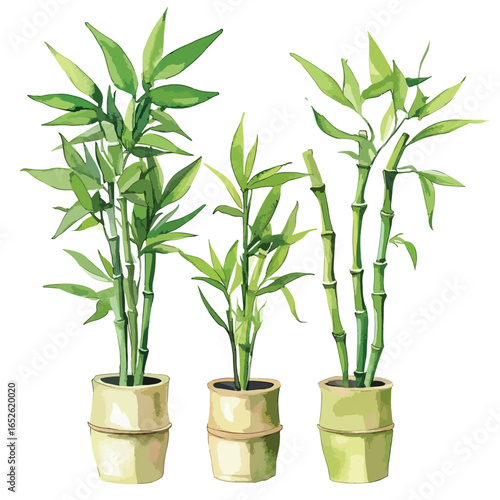 Three bamboo plants in bamboo pots watercolor style with vibrant green leaves