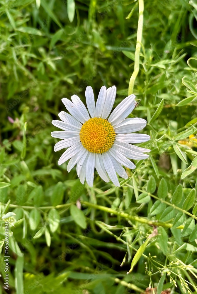 Obraz premium Margarita en la Vall de Boí en julio 2025