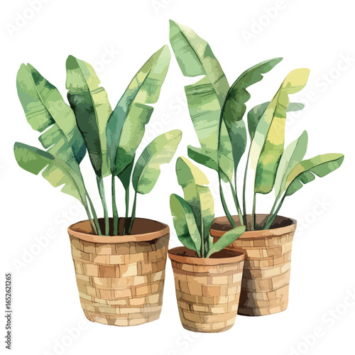 Three potted banana plants with textured woven planters watercolor style