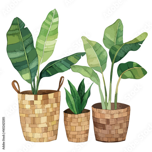 Three potted plants with woven baskets featuring banana leaves and spiky foliage