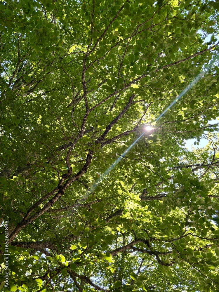 Fototapeta premium Sol a través de un árbol en la Vall d'Aran en Julio de 2025