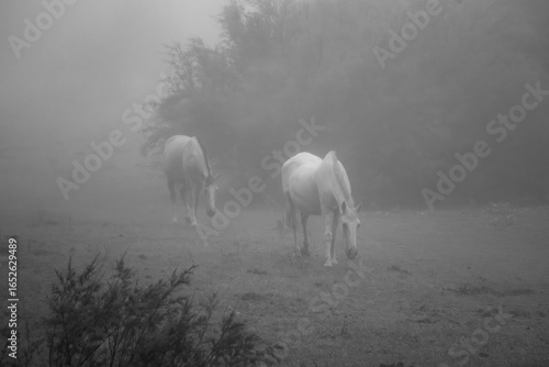 Yeguas en las marismas de Doñana al amanecer en verano con la neblina matinal