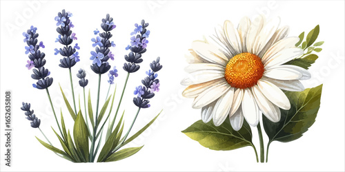 Vector art of lavender and daisy isolated on white background