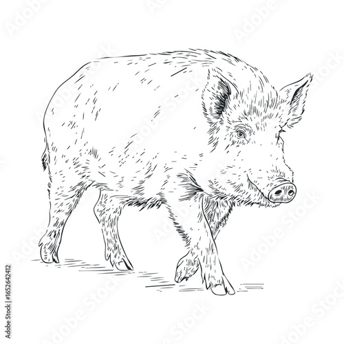 Pig walking on a farm with a natural habitat theme for print design