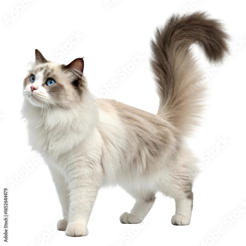 Majestic ragdoll cat with striking blue eyes and fluffy tail standing elegantly isolated on transparent background