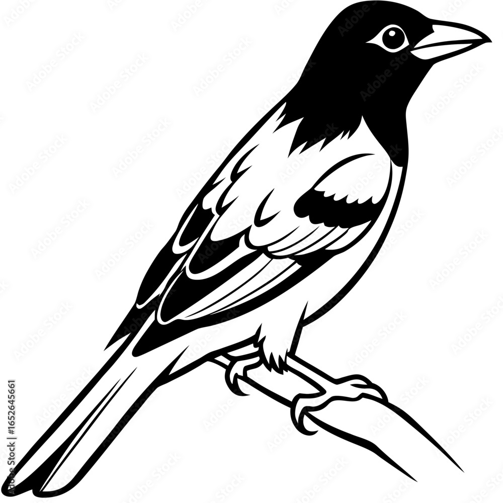 Obraz premium Oriole line art vector