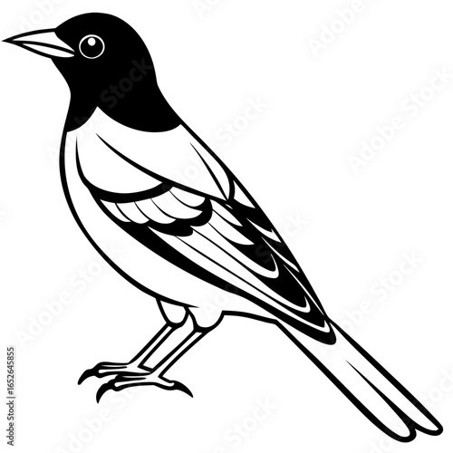 Oriole line art vector