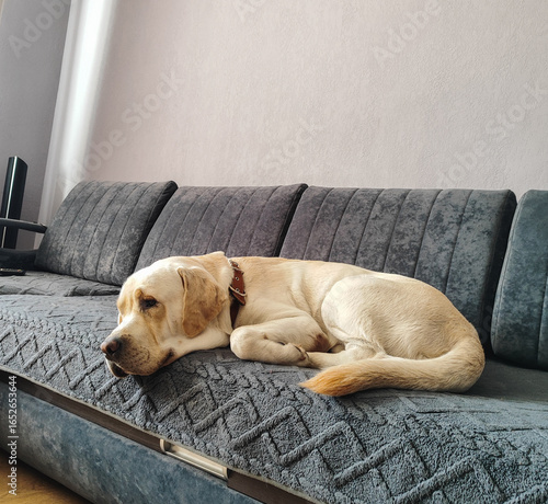 A young one-year-old fawn Labrador sleeps on a gray sofa like the master of the house