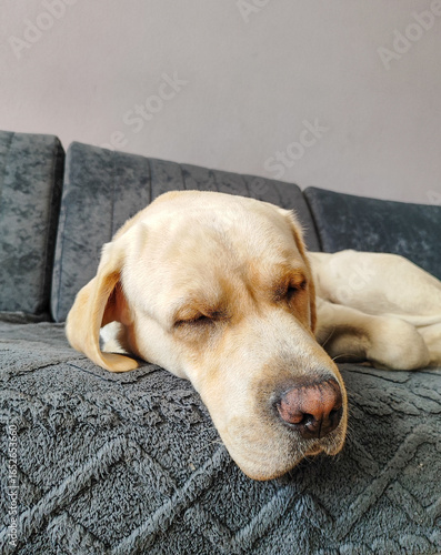 A young one-year-old fawn Labrador sleeps on a gray sofa like the master of the house