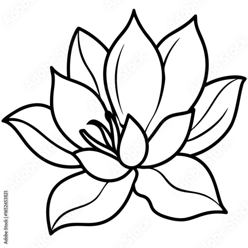 Sweetbay Magnolia line art vector