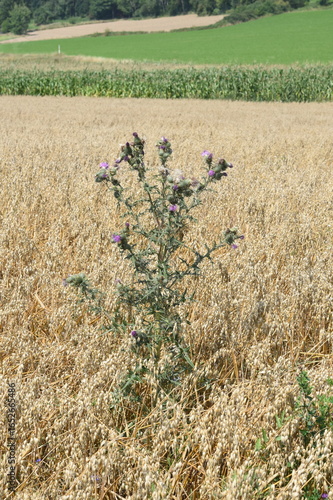 Ackerdistel im Haferfeld