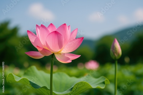 Flowers Blooming Through the Spring to Summer Shift