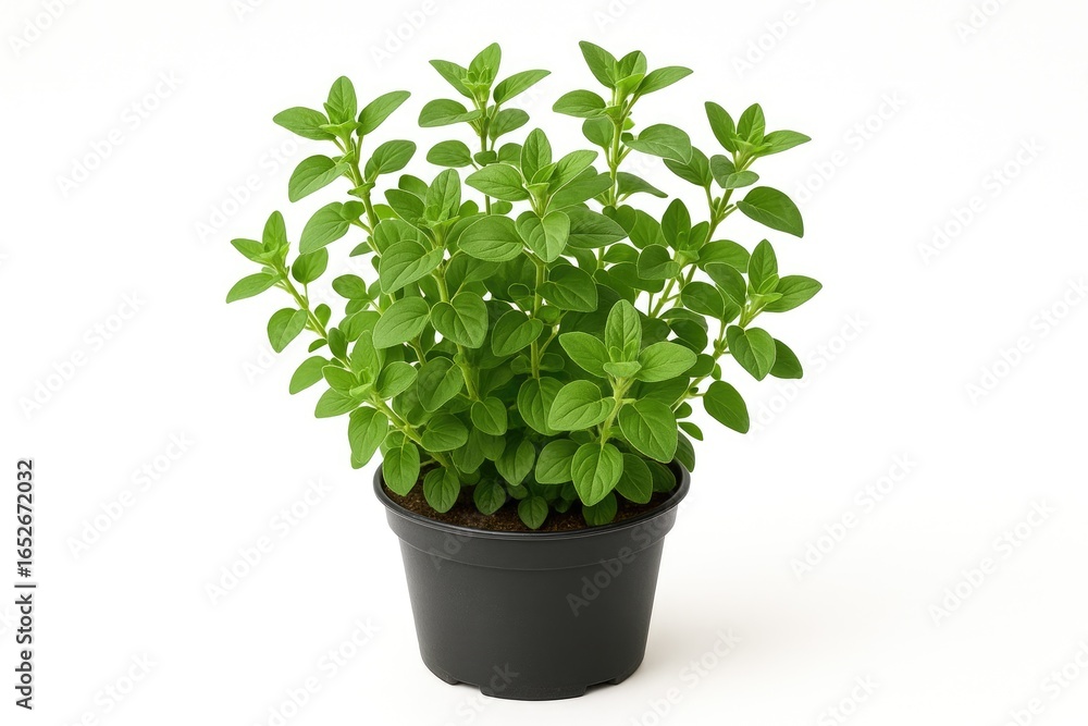 Fototapeta premium Healthy oregano herb thriving in a pot against a plain white background