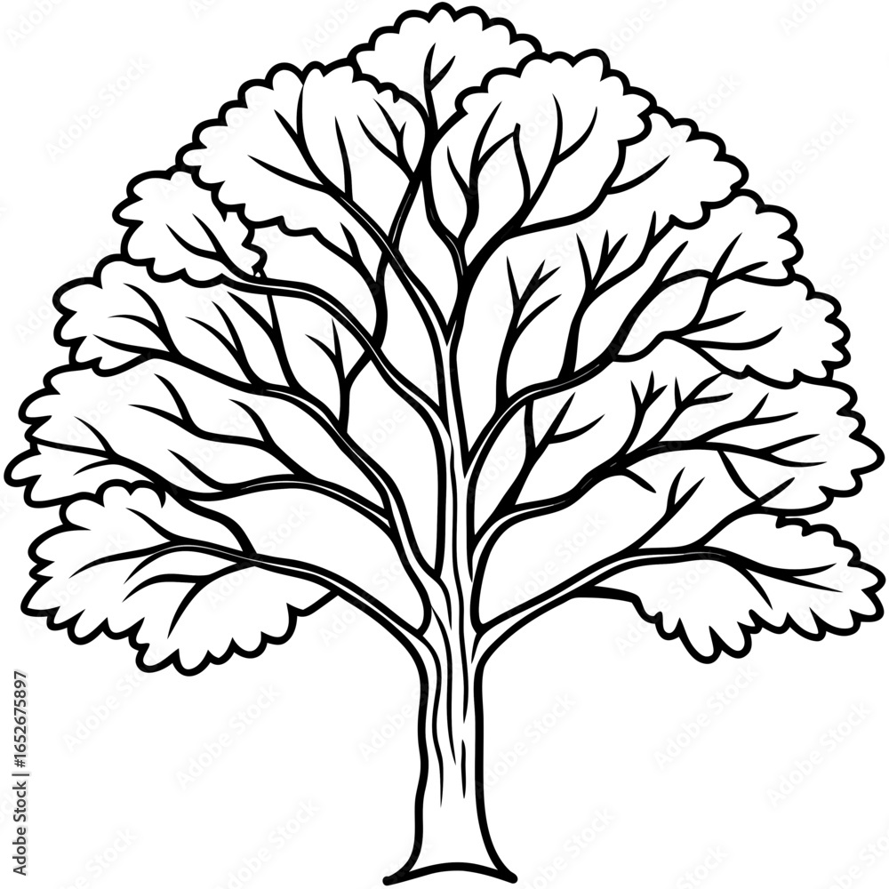 Obraz premium White Elm line art vector