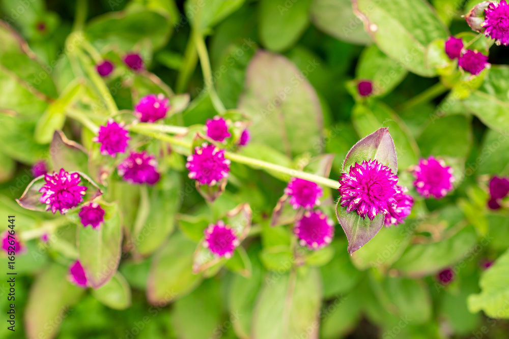 Globe amaranth or Gomphrena Globosa plant in Saint Gallen in Switzerland 30.7.2025 Globe amaranth or Gomphrena Globosa plant in Saint Gallen in Switzerland 30.7.2025