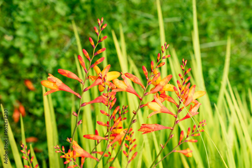 Montbretia or Crocosmia X crocosmiiflora plant in Saint Gallen in Switzerland 30.7.2025