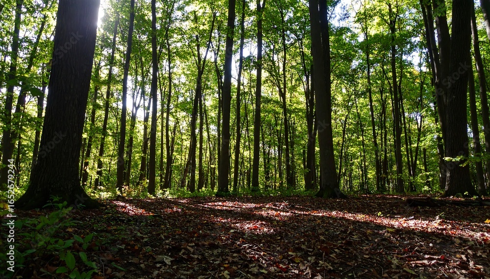 Obraz premium Sunlight through forest canopy