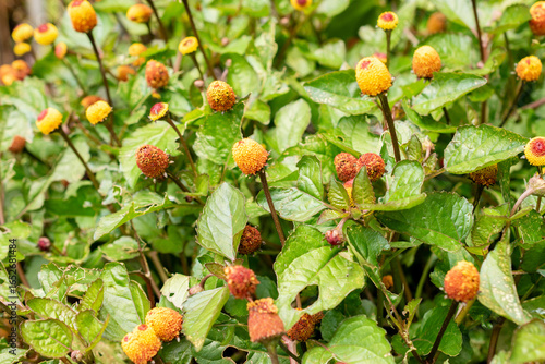 Electric daisy or Spilanthes Oleracea plant in Saint Gallen in Switzerland 30.7.2025