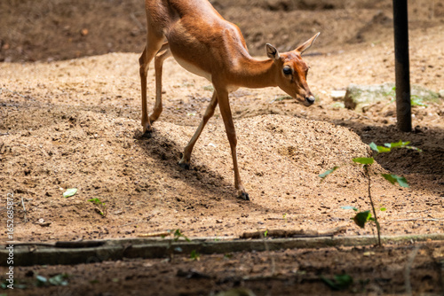 Canvas Print Deer Picture clicked at Arignar Anna Zoological Park, Chennai, Tamil Nadu, South