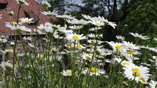 Daisy flowers growing at Akershus fortress in Oslo, Norway