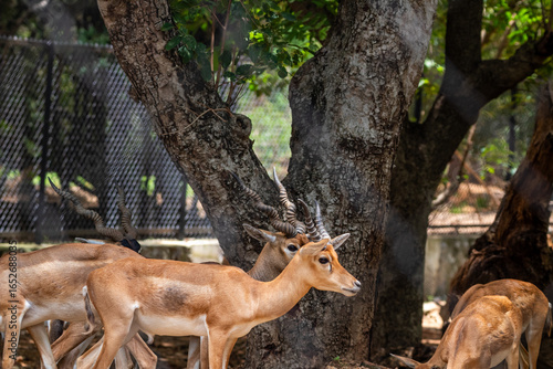 Canvas Print Deer’s family