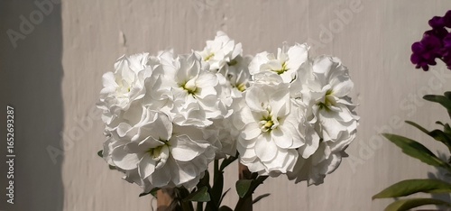 Fotografia White Hoary stock Flowers Isolated on a White background
