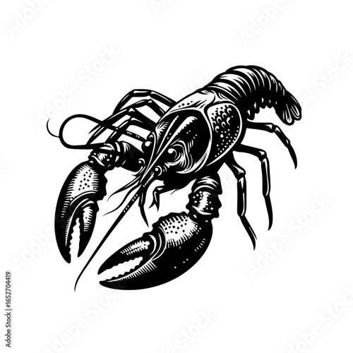 Detailed monochrome illustration of a crayfish isolated on white background