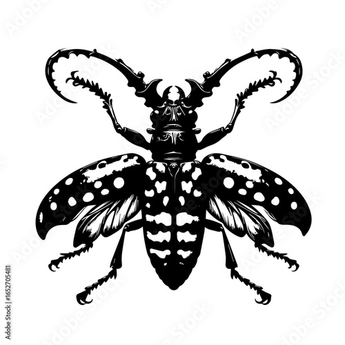 Harlequin beetle isolated on white background illustration