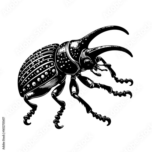 Illustration of a beetle isolated on white background, detailed engraving style