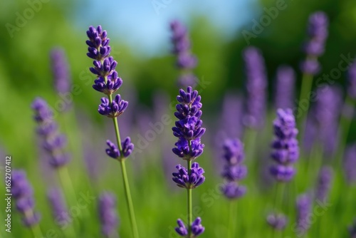 Close-up shot of lavender b...