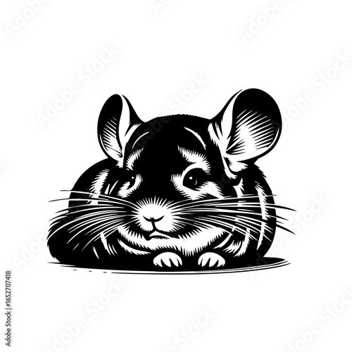 Chinchilla illustration isolated on white background with cute face