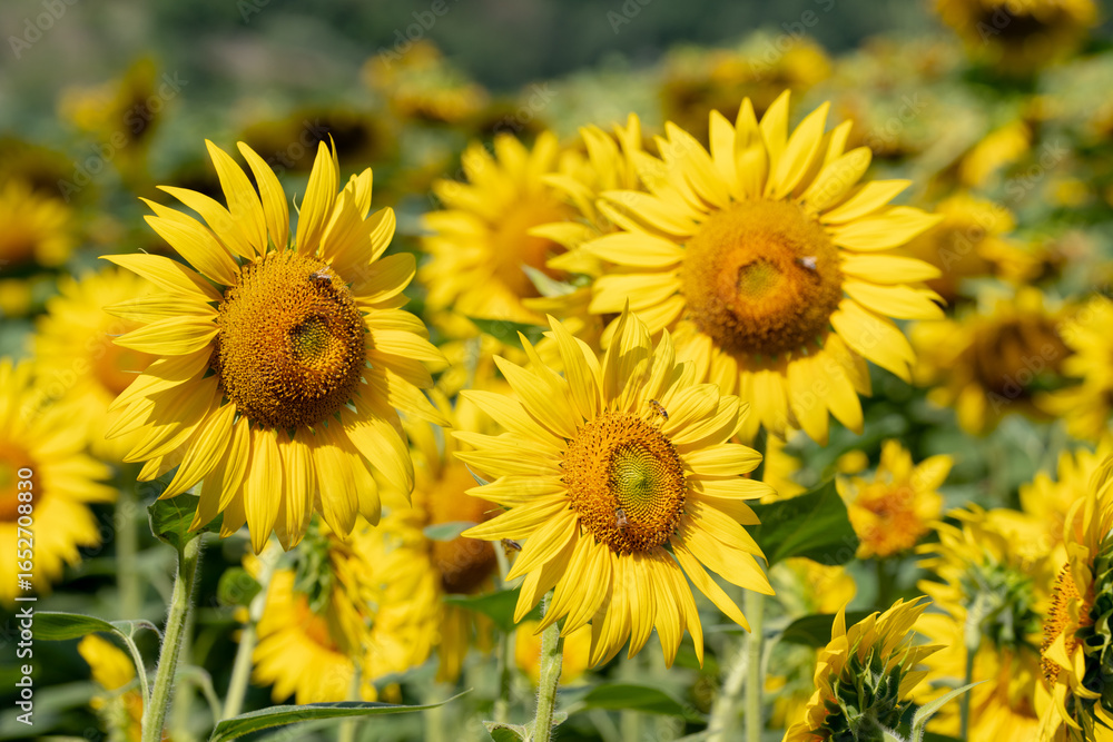 Fototapeta premium Yellow sunflower with honey bees in a field in summer