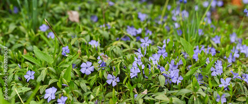 Vinca minor in full bloom creates a dense purple carpet. Periwinkle flowers blanket ground in lush purple. periwinkle flower banner. Vinca minor background.