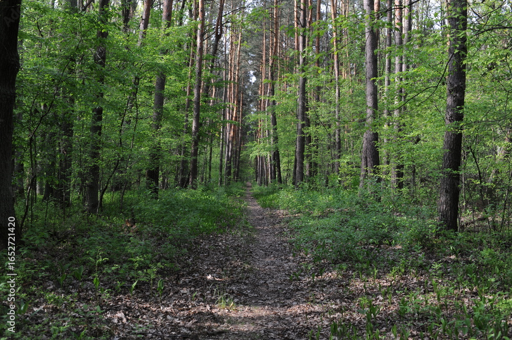 Fototapeta premium Path between green trees in a forest in spring with fresh leaves and nice vibe
