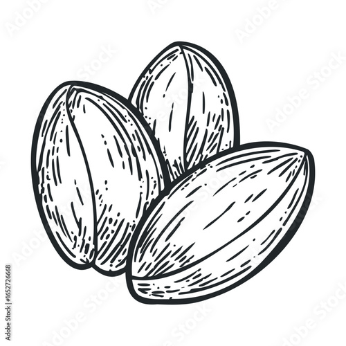 Almonds in detailed sketch style for culinary design projects