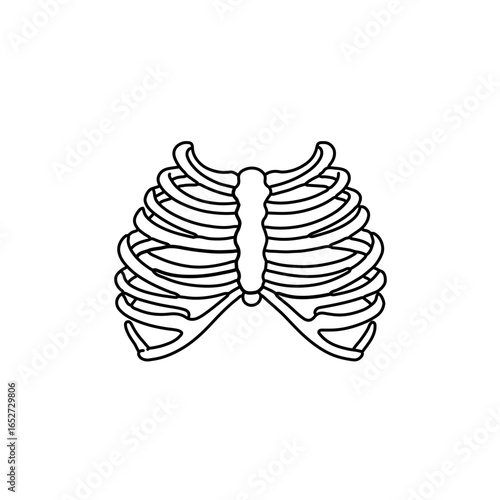 Simple Outline Illustration of the Human Rib Cage