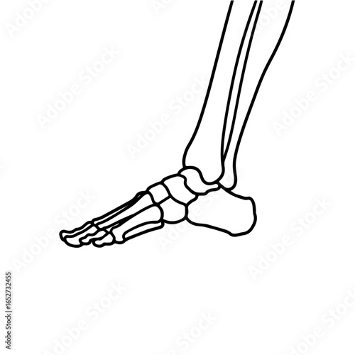 Detailed Line Drawing of Human Foot and Lower Leg Bones
