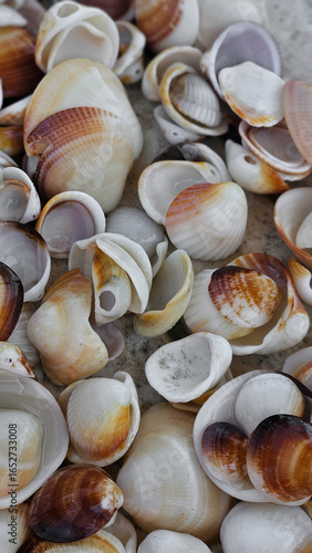seashells on the beach
