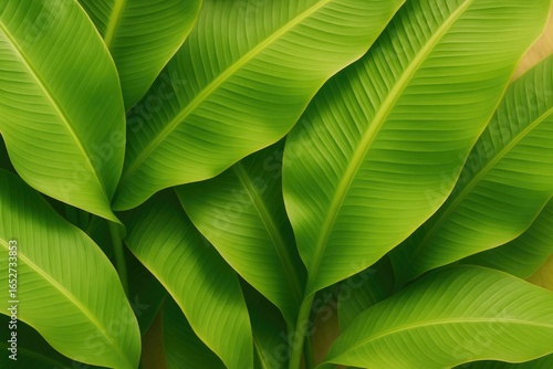 Vibrant banana leaves provi...