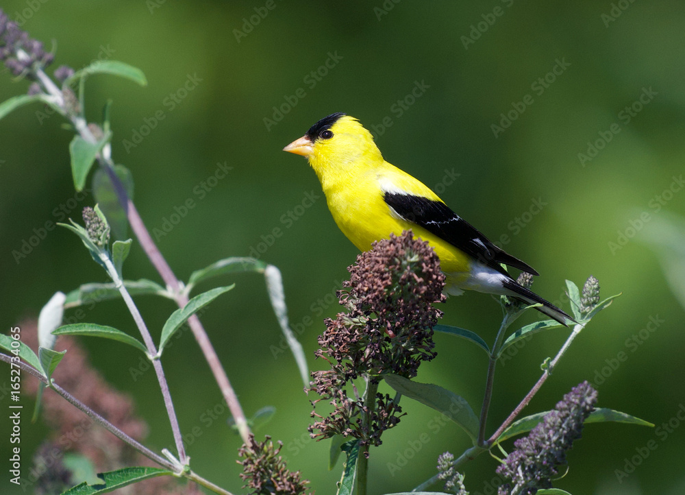 Obraz premium Adorable yellow finch