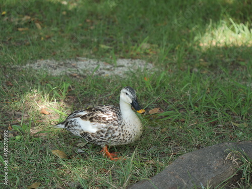 Wallpaper Mural 舎人公園、草地で休んでいるカモ Torontodigital.ca
