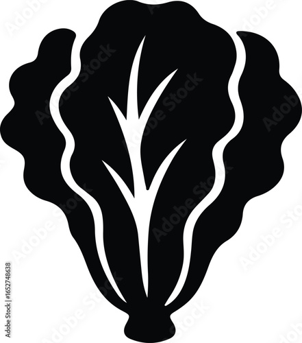 Vector Illustrator Romaine Lettuce Head Fresh Green Salad Silhouette