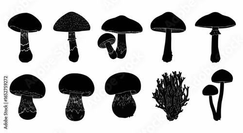 Mushroom Species Silhouette Set on White Background – Edible, Wild, Poisonous, Toadstool, Fantasy, and Forest Fungi Vector Silhouettes Collection Isolated