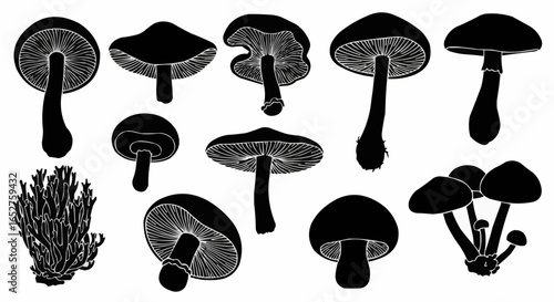 Mushroom Species Silhouette Set on White Background – Edible, Wild, Poisonous, Toadstool, Fantasy, and Forest Fungi Vector Silhouettes Collection Isolated