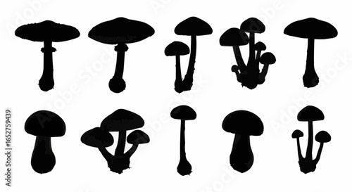 Mushroom Species Silhouette Set on White Background – Edible, Wild, Poisonous, Toadstool, Fantasy, and Forest Fungi Vector Silhouettes Collection Isolated