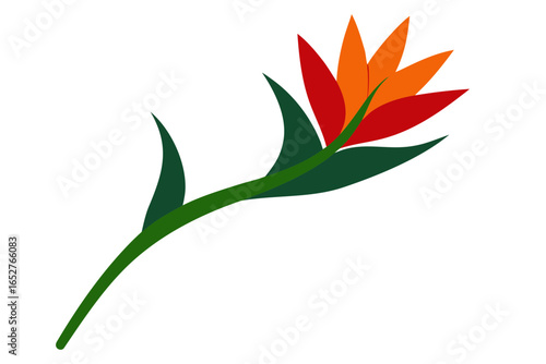  heliconia flower stem laid diagonally across white